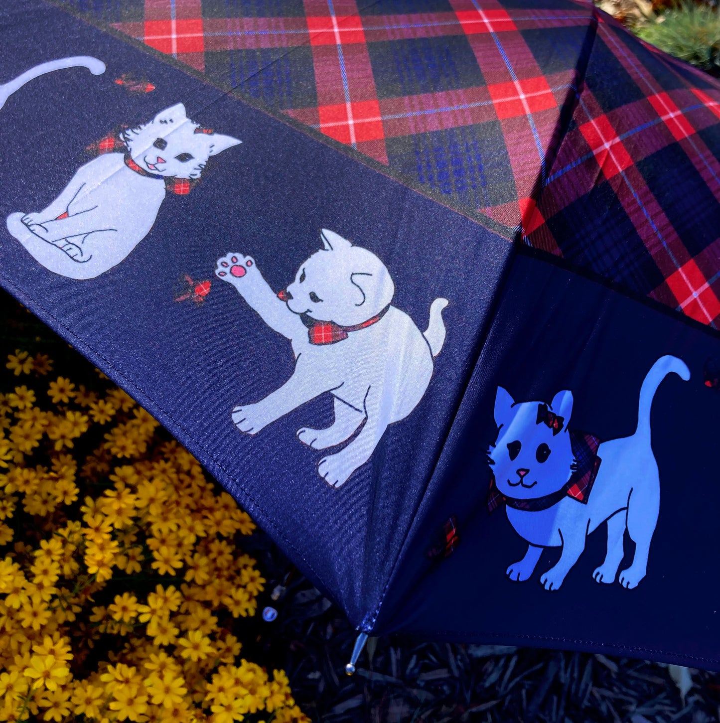 Gatos Escoceses Azules Automáticos | Colección de Lujo Guy de Jean | Envío Gratis