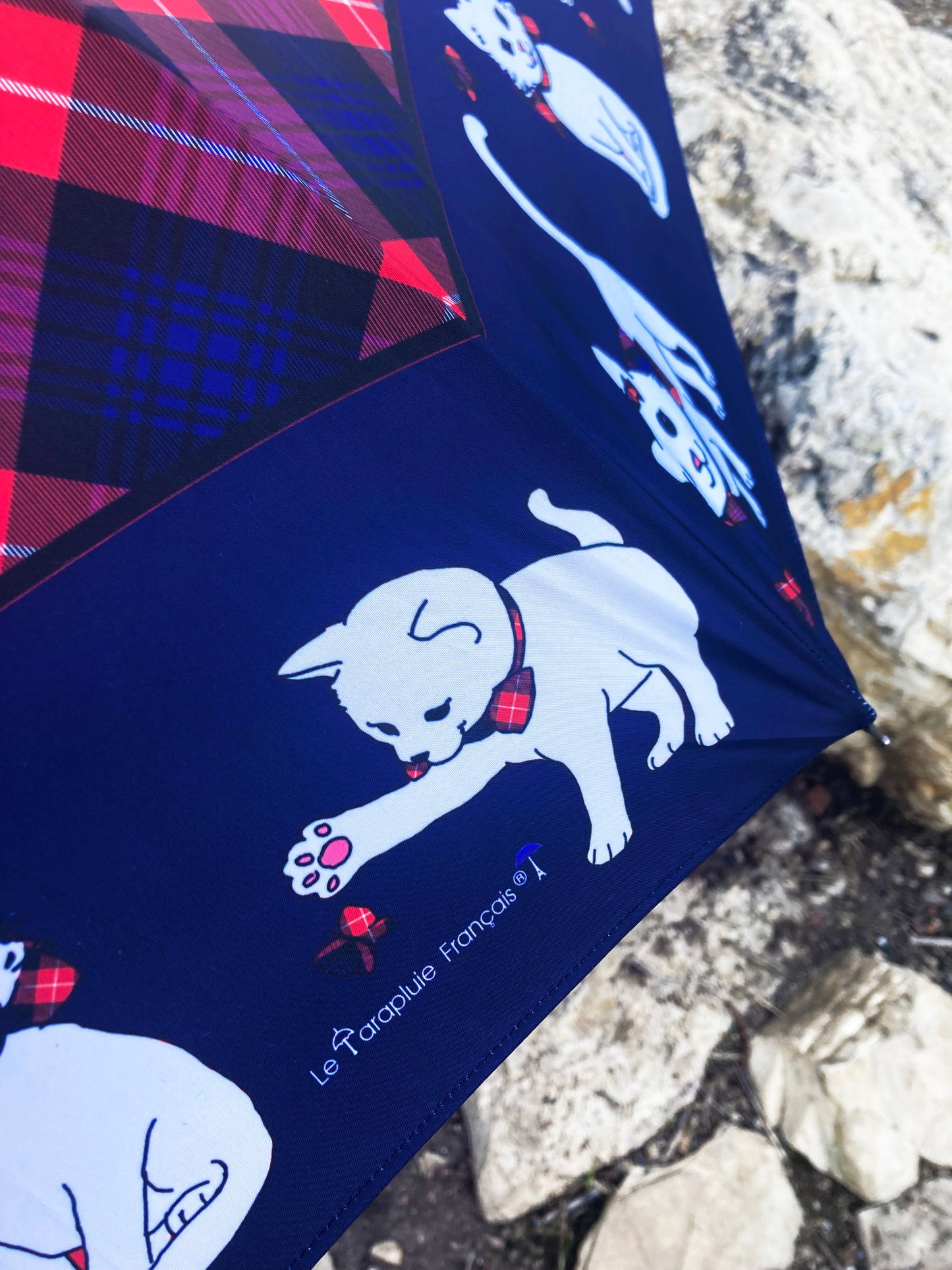 Gatos Escoceses Azules Automáticos | Colección de Lujo Guy de Jean | Envío Gratis